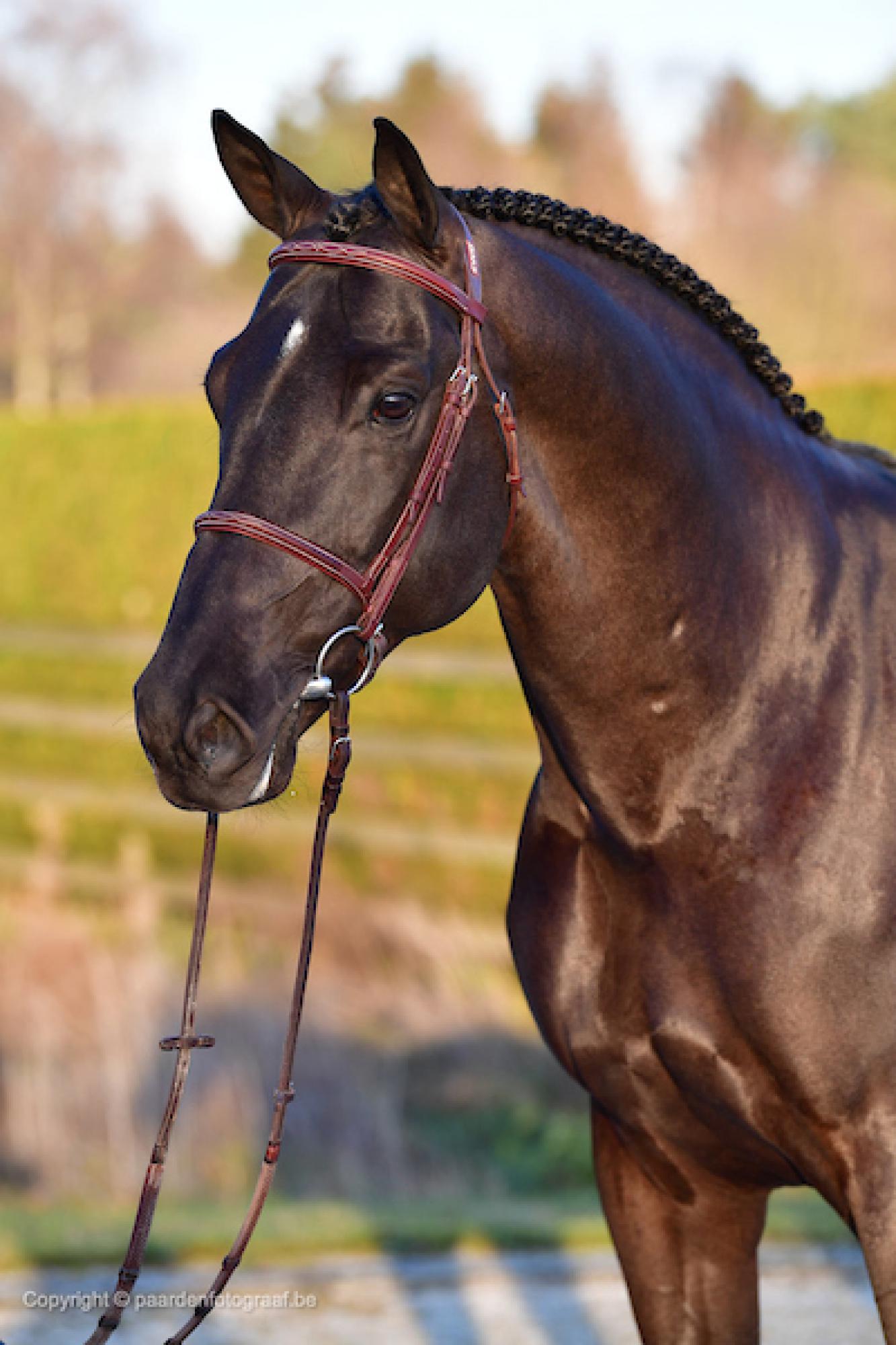 Di Cantero van ter Hulst Z